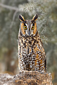 Long-eared owl, Asio otus, controlled situation, Montana