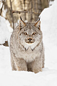 Kanada-Luchs im Winter, Lynx Canadensis, kontrollierte Situation
