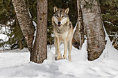 Tundra wolf, Canis lupus albus, in winter, controlled situation, Montana