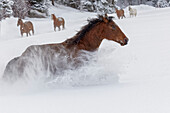 Pferde, die während der Zusammenfassung, Kalispell, Montana, durch Neuschnee laufen