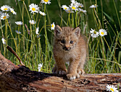 USA, Montana. Baby bobcat close-up