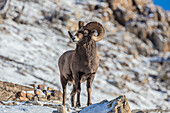 Bighorn sheep ram in early winter in Glacier National Park, Montana, USA