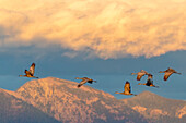 Sandhill cranes flying in the Flathead Valley, Montana, USA