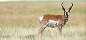 Prong buck, Pronghorn antelope, Antilocapra americana, grasslands, New Mexico, wild