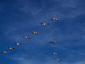USA, New Mexico, Bosque del Apache National Wildlife Refuge, Snow Geese Flying in a V Pattern