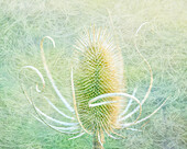 USA, Oregon, Malheur National Wildlife Refuge. Abstract of teasel plant