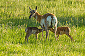 USA, South Dakota, Custer State Park. Pronghorn doe and nursing fawns