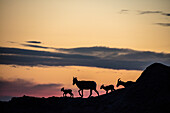 Bighorn ewes with lambs silhouetted against sunset sky in Badlands National Park, South Dakota, USA ()
