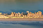 USA, Tennessee. Abendlicht Tennessee River, Hiwassee Wildlife Refuge. Kanadakraniche ernähren sich entlang exponierter Kanten.