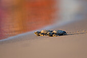 Kemp's Ridley Sea Turtle (Lepidochelys kempii) hatchling