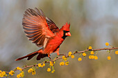 Northern Cardinal (Cardinalis Cardinalis) male landing on huisache branch