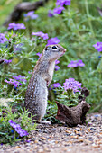 Mexikanisches Ziesel (jetzt Rio Grande Ziesel) (Ictidomys parvidens) in Wildblumen