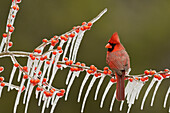 Northern Cardinal (Cardinalis Cardinalis), adult male perched on icy branch of Possum Haw Holly (Ilex decidua) with berries, Hill Country, Texas, USA