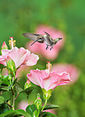 Ruby-throated Hummingbird (Archilochus colubris), young male in flight feeding on Hibiscus flower, Hill Country, Texas, USA