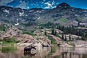 Young bull moose wading in Lake Lilian, Wasatch Mountains near Lake Blanche and Salt Lake City, Utah, USA.