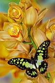 Graphium tynderaeus-Schmetterling auf großer goldener Cymbidium-Orchidee
