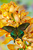 Männlicher asiatischer Schwalbenschwanz-Schmetterling, Papilio bianor, auf großer goldener Cymbidium-Orchidee