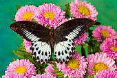 Papilio polymnestor, tropischer Schmetterling auf rosa blühenden Müttern