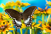 Pineville-Schwalbenschwanz-Schmetterling, Papilio Troilus, auf Hirta-Gänseblümchen