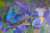 Blauer Morpho-Schmetterling mit Reflexion mit holländischer Iris