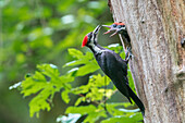 USA, Washington State. Female Pileated Woodpecker (Dryocopus pileatus) feeds begging chicks at nest hole.
