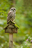 Issaquah, Washington State, USA. Barred owl perched on an old birdhouse.