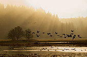 Lesser Canada Geese flying at dawn