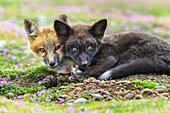 USA, Washington State. Red fox kits.
