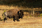 Bison, Yellowstone-Nationalpark, Wyoming.