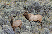 Bull elk approaching cow elk or wapiti, Yellowstone National Park, Wyoming