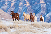 Cowboy-Pferd fahren auf Hideout Ranch, Shell, Wyoming. Herde von Pferden, die im Schnee laufen.