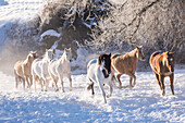 Cowboy-Pferd fahren auf Hideout Ranch, Shell, Wyoming. Herde von Pferden, die im Schnee laufen.