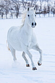Cowboy-Pferd fahren auf Hideout Ranch, Shell, Wyoming. Weißes Pferd, das in den Schnee läuft