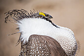 Usa, Wyoming, Sublette County, a Greater Sage Grouse displays showing off his headdress in a portrait photo.