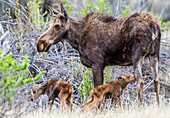 Usa, Wyoming, Sublette County, eine Elchkuh steht bei ihren neugeborenen Zwillingskälbern.