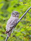 Usa, Wyoming, Grand Teton National Park, an adult Great Gray Owl roosts on a branch.