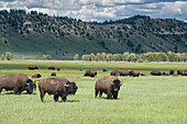 Grand-Teton-Nationalpark, Bisons grasen auf der Wiese, Wyoming
