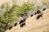 Yellowstone-Nationalpark, Wyoming, USA. Bisonherde weidet auf einem steilen Hügel oberhalb von Pebble Creek, Lamar Valley.