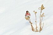 Common Redpole, winter