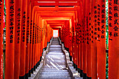 Famous Torii, or gates of the entrance to the Hie Shrine in Tokyo, Japan