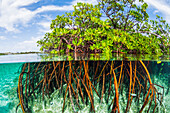 Above and below water view of mangrove with juvenile snapper and jack