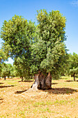 Italy, Apulia, Province of Brindisi, Ostuni. Huge ancient olive tree.