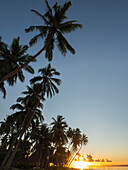 Fiji, Vanua Levu. Beach sunset with palm trees.