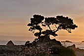 Cypress tree at sunset along the Northern California coastline, Crescent City, California