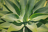 Agave Attenuata, native to Mexico, is often known as the lions tail, swans neck or foxtail.