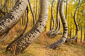 USA, Colorado, Uncompahgre National Forest. Deformed aspen trunks in forest