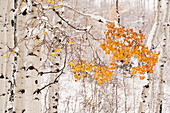 USA, Colorado, White River National Forest. Snow coats aspen trees in winter