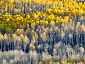 USA, Colorado, Maroon Bells-Snowmass Wilderness. Fall colors on Aspen trees.