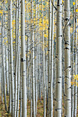 USA, Colorado, Gunnison National Forest, Aspen Trunks mit Herbstfärbung