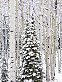 USA, Colorado, Keebler Pass, Neuschnee auf Espen und immergrünen Bäumen